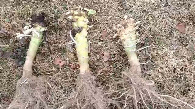 Капуста. Семена капусты не сложно вырастить самим.mp4 смотреть онлайн