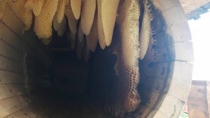 Колодное пчеловодство. Ошибки и ньюансы в колодном пчеловодстве.