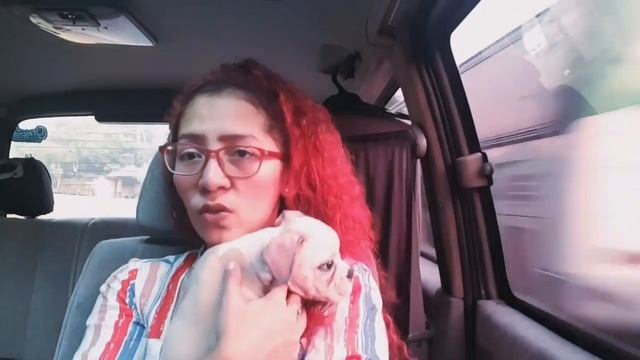 Vaccine 101 for Puppies | #pet101 #vaccination #pets смотреть онлайн