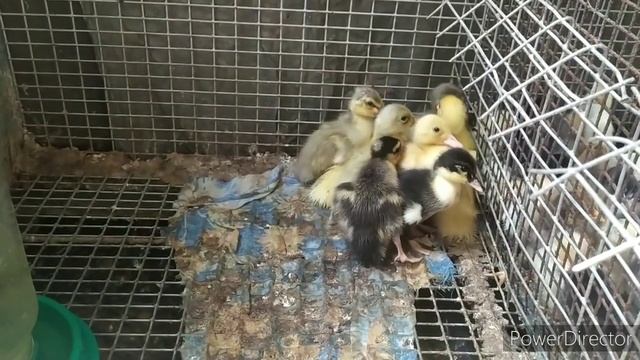 ЗАДОЛБАЛА МЕНЯ ЭТА ДЕРЕВНЯ, СИЛ УЖЕ НЕТ. ПРОДАЮ КОЗ. УТКИ КАЮГИ купил яйца в инкубатор смотреть онлайн