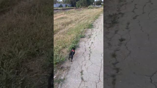 Прогулка чихуахуа смотреть онлайн