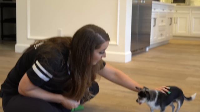 Trying To Get My Chihuahua To Sit For 20 Minutes смотреть онлайн