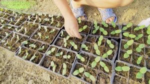 Спасаем рассаду огурцов от черной ножки, и других патогенов.