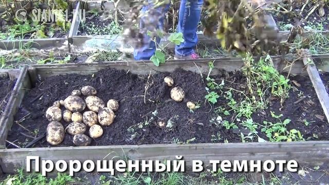 Картофель Проращивание на свету и в темноте смотреть онлайн
