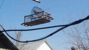 ЛОВЛЯ ЗЕЛЕНУШЕК-ЗЕЛЕНУХ