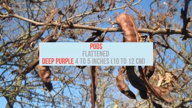 Cercis Siliquastrum Growing Guide (Judas Tree) By GardenersHQ