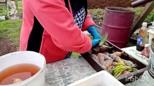 Садим лук шалот БАНАНОВЫЙ ГИГАНТ ?