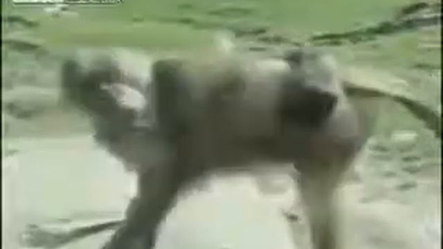 Смешные животные и дети. Видео смотреть онлайн