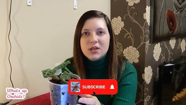 Macodes Petola - Part 7 | My Orchid Collection History