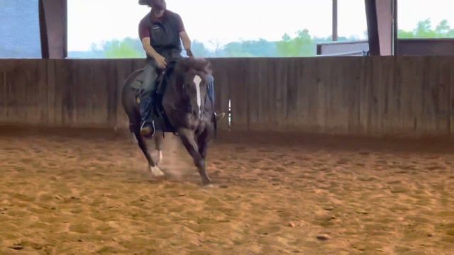 Izzy A One Time - 2015 Stallion By One Time Pepto X Sofie Rey By Dual Rey