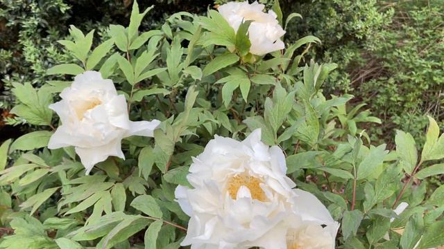 Древовид-е пионы/Tree Peonies ‘Suisho-haku’, ‘Hira-no-yuki’ - Arnold Arboretum, Explorers Path May1 смотреть онлайн