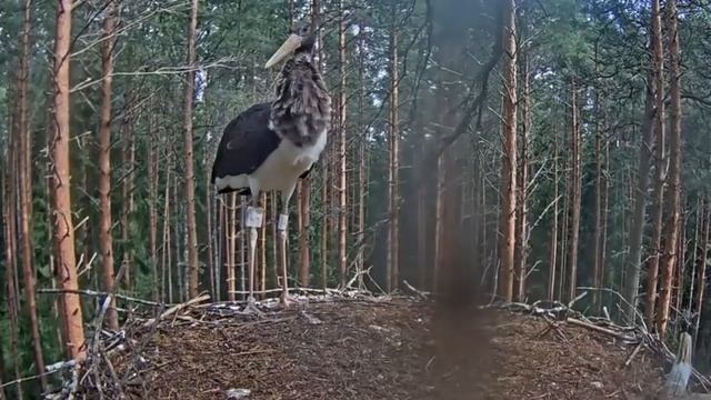 Черный аист . Младший птенец ищет братьев. смотреть онлайн