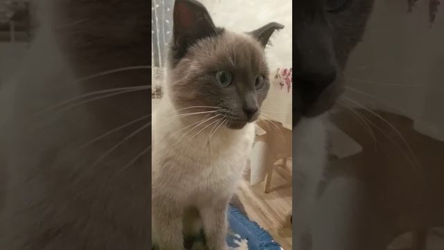 Кошка #рекомендации #кошка #тайский