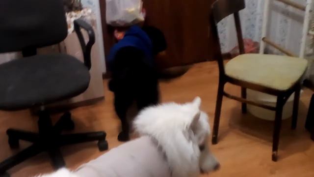 Что еслибы собаки были одеты как люди смотреть онлайн