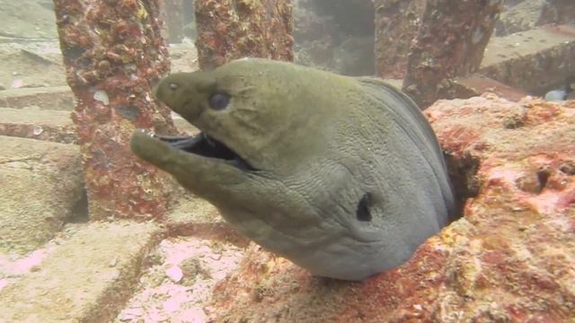 Мурены Андаманского моря смотреть онлайн