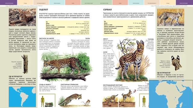 Энциклопедия "Животные" смотреть онлайн