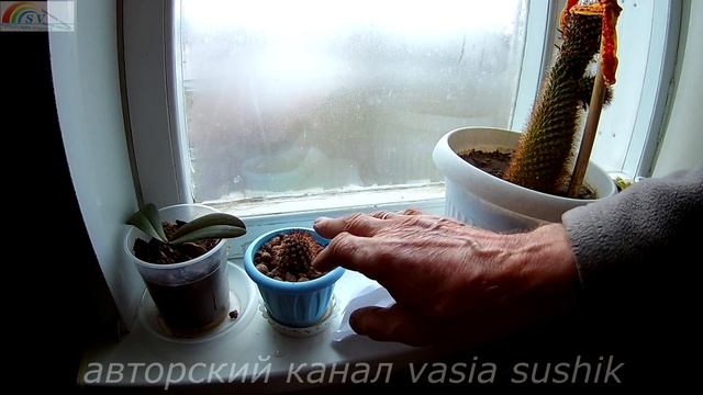 Размножение кактусов в домашних условиях .Комнатные кактусы.Выращивание кактусов..Пересадка кактусо смотреть онлайн