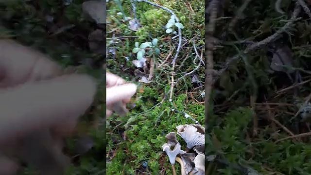 PROгрибы / лисичка трубчатая - часть 2/ 08.11.21. смотреть онлайн