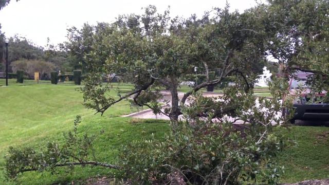 🔴 САМОЕ СТАРОЕ ДЕРЕВО 🔴 в ОРЛАНДО 1688 год - OLDEST LIVE OAK TREE ORLANDO FLORIDA смотреть онлайн