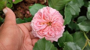 Роза Мэри Энн в Подмосковье