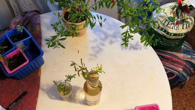 Размножение комнатного граната черенкованием смотреть онлайн