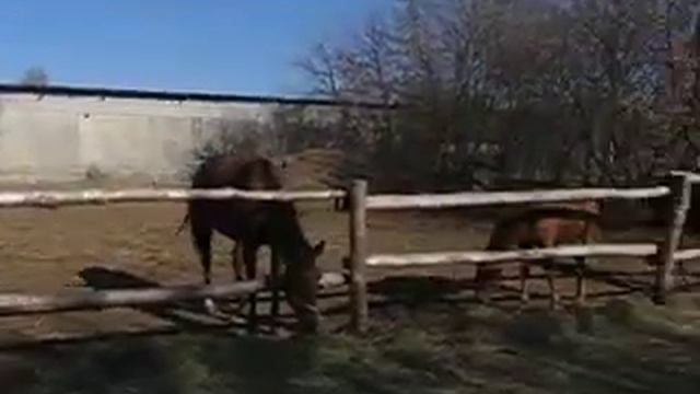 Лошади смотреть онлайн