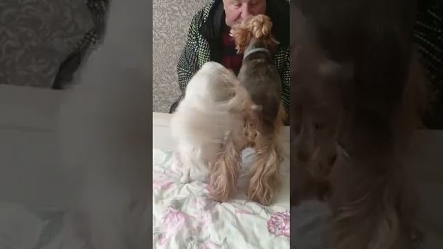 привет от Казановы из Калуги и Типаши , выпускник питомника чихуахуа Кастропуло Крым смотреть онлайн