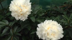 Peony Class Act - www.peonyshop.com