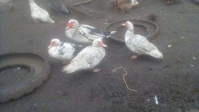 Куры занеслись / выходной / смотреть онлайн