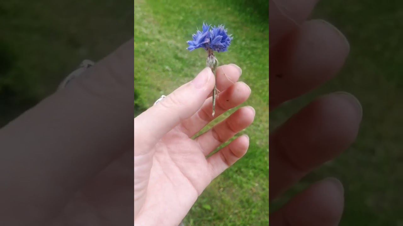 Ты - каплей ко мне на ладонь, Сердце открой и затронь ЖИВОЕ ~~ смотреть онлайн