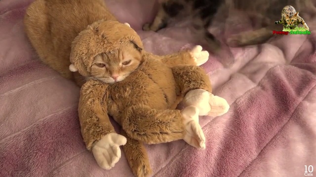 ПРИКОЛЫ! Смешные коты! Короткая подборка, веселые коты, кошки, котята #fanimals смотреть онлайн