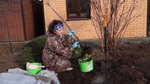 Алыча Кубанская комета / Весь сезон