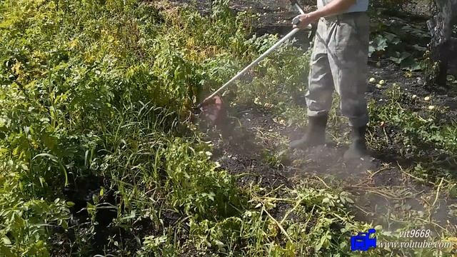 Триммер.Бензокоса.Мотокоса.Косим картофельную ботву. смотреть онлайн