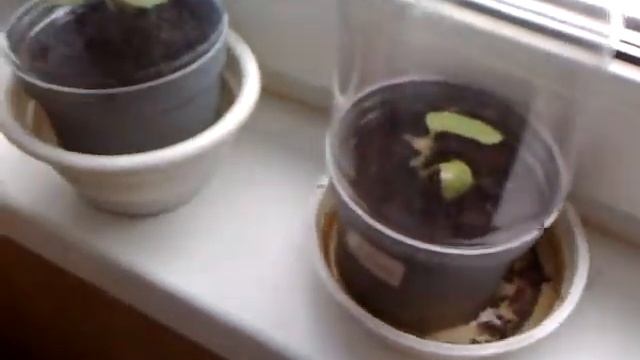 киви дома в цветочном горшке смотреть онлайн