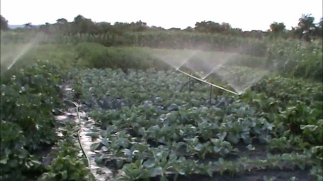 Оросительная система для огорода.