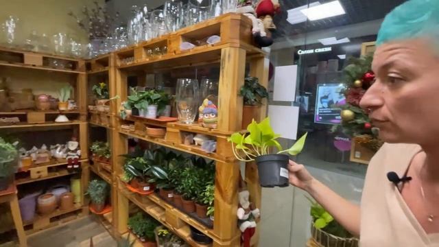 Сциндапсус Пиктус Треби - обзор сорта | В чем разница сциндапсуса и эпипремнума