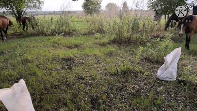 Лошади тоже любят вкусняшки. #лошади, смотреть онлайн