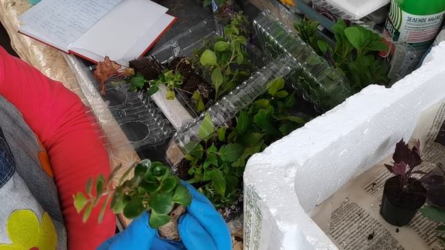 ЧЕРЕНКИ петуний, георгин, пеларгоний от АГРОФИРМЫ ВИОЛА . Весна 2021 смотреть онлайн