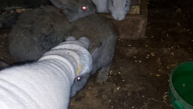 БУДНИ КРОЛИКОВОДА. ПЕРВАЯ СЛУЧКА КРОЛИКОВ ПОРОДЫ "ПОЛТАВСКОЕ СЕРЕБРО". 22.03.23 смотреть онлайн