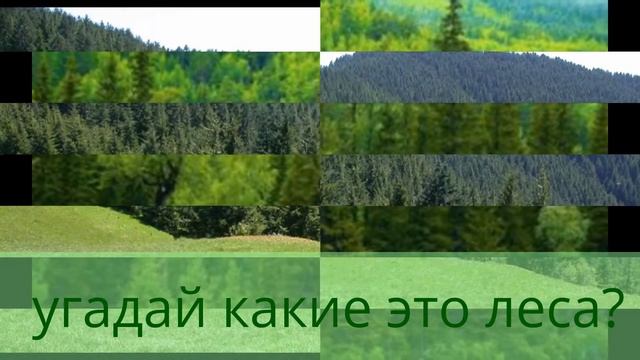 Сегодня тема леса! А точнее виды лесов! смотреть онлайн