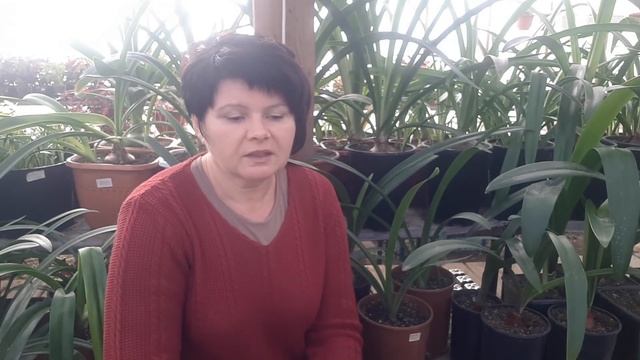 Новый этап в жизни ГИППЕАСТРУМОВ! Зимовка. смотреть онлайн
