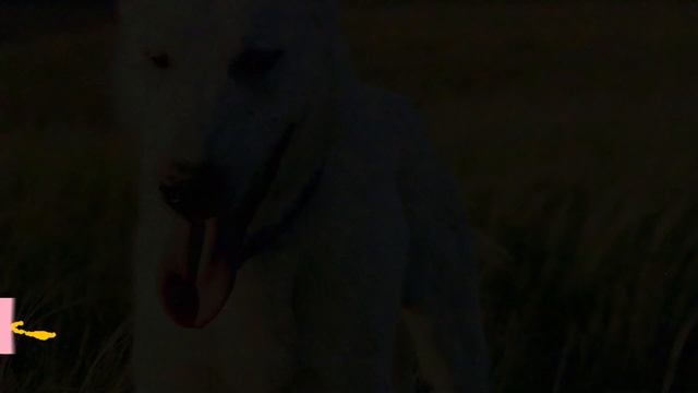 Turkish Akbaş - TOP 10 Interesting Facts - Akbash Dog Breed смотреть онлайн