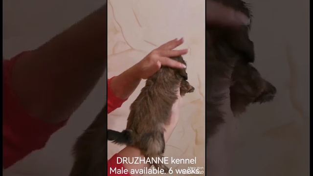 3 мальчик ши тцу золото с черной маской смотреть онлайн