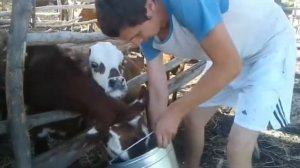 Как приучить телят пить с ведра. Отучиваю от соски.