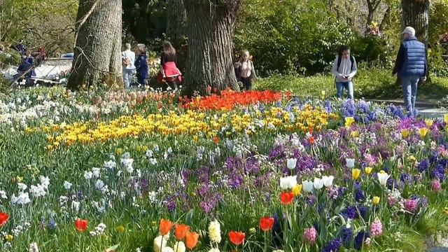 Die schönen Blumen von der Insel Majnau ! F- 184 HD смотреть онлайн