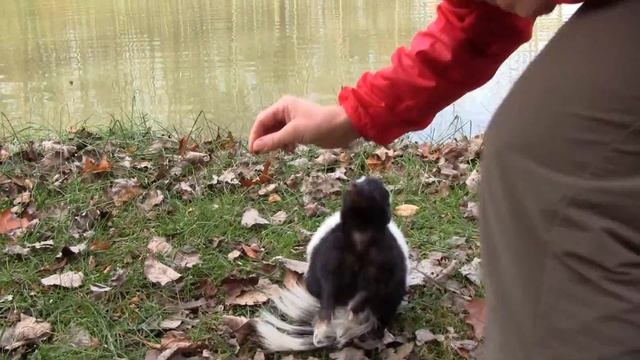Running with my Pet Skunk смотреть онлайн