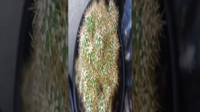 CACTO CEREUS JAMACARU MONSTRUOSO #Short смотреть онлайн