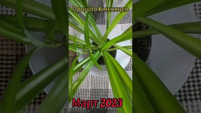 Как растет хлорофитум , когда появляются молодые розетки смотреть онлайн
