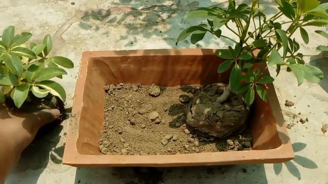 Schefflera Plant || How to Grow and Care Schefflera Plant || Budget Gardening || (Hindi) смотреть онлайн