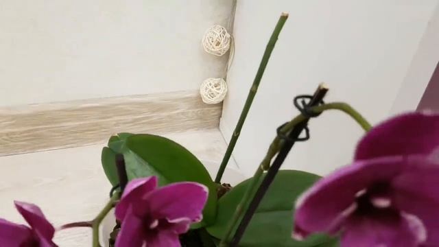 Цветение моих РОЗОВЫХ БОРДОВЫХ орхидей | Pink Orchids орхидея орхидеи Orchid фаленопсис Phalaenopsi